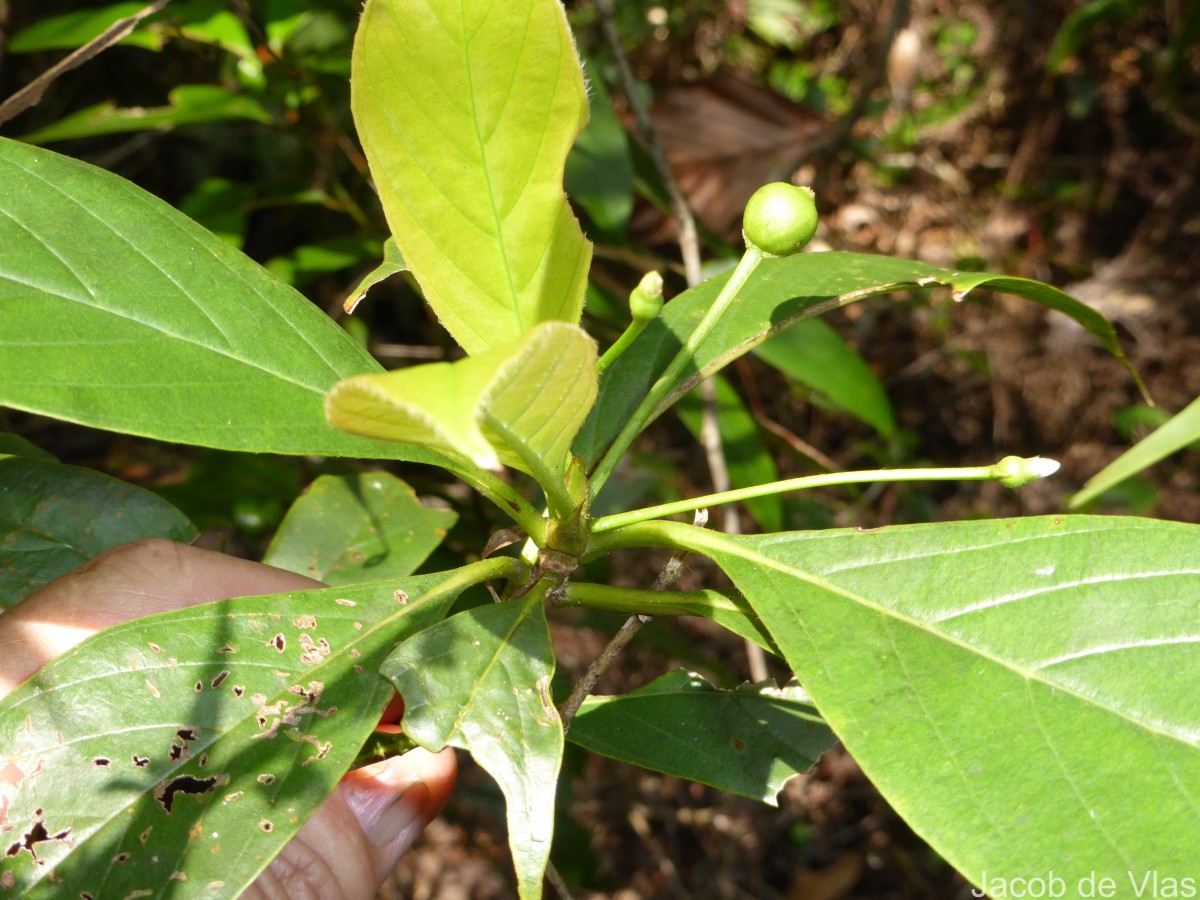 Timonius flavescens (Jacq.) Baker